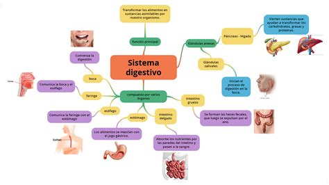 Sistema Digestivo