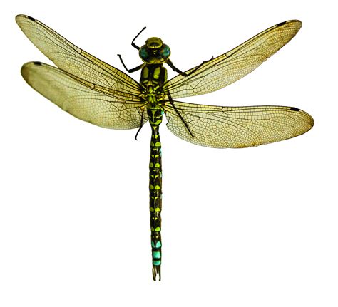 Dragonfly Png