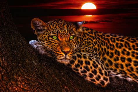 Cool Leopard Wallpapers Top Free Cool Leopard Backgrounds