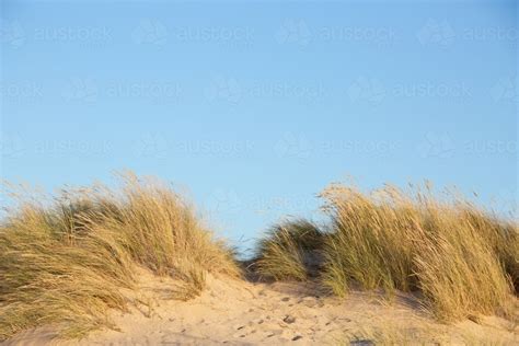 Image Of Windswept Dune Grasses Against A Blue Sky Austockphoto