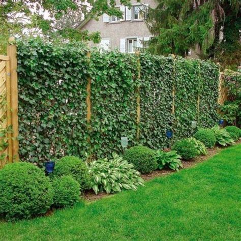 Privacy Plants A Living Fence For Your Outdoor Area
