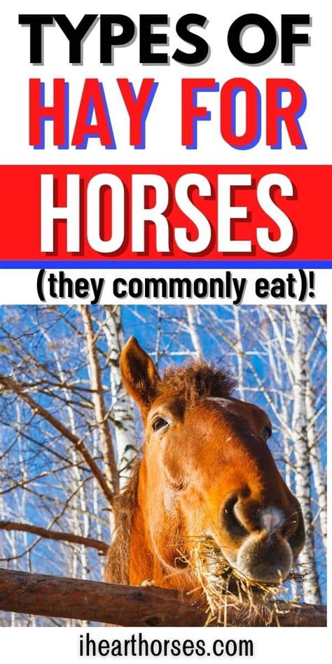 A Horse Eating Hay With The Words Types Of Hay For Horses Theyre
