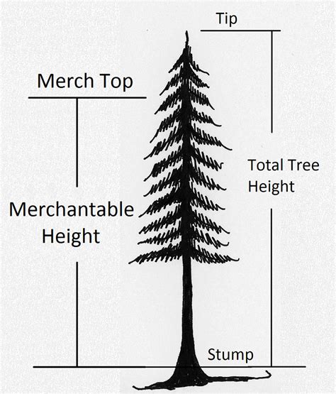 22 Determining Tree Height Forest Measurements