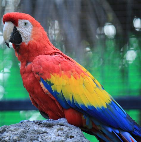 If you like sewing or fabricating small toy type items, you could sell them as dog or cat toys. The Different Species of Macaw Kept as Pet Parrots - Pet ...