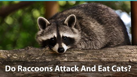 Do Raccoons Attack And Eat Cats How To Keep Your Kitty Safe