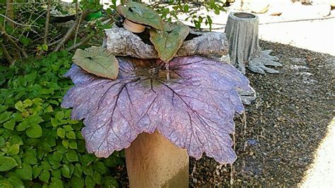 Purple Rhubarb Leaf Fountain Fall 2017 Concrete Leaves Bird Bath