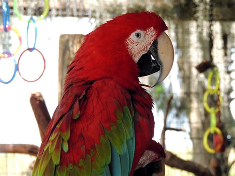 Red Macaw Parrot Profile Free Stock Photo Public Domain Pictures