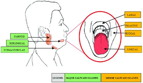 Locations Of The Major And Minor Salivary Glands Download Scientific