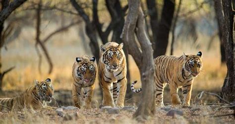 25 Best Wildlife Sanctuaries In India For Your Next 2023 Safari