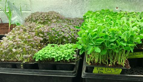 How To Grow Microgreens A Beginners 101 Guide Gardening Channel