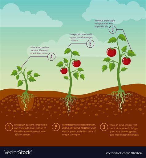 Tomatoes Growth And Planting Stages Flat Vector Image Sembrar Tomates
