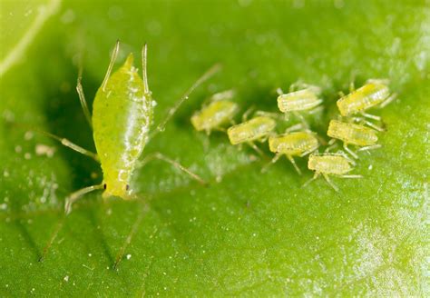 Grow plants for a homemade aphid control. How to Control Aphids in your Greenhouse - Growing Spaces ...