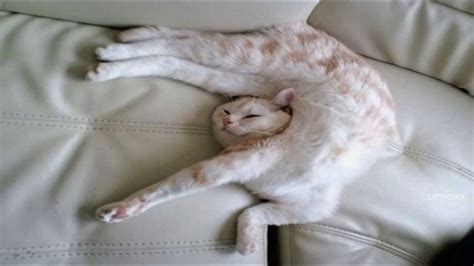 3 Of The Most Adorable Cutest Funny Cats Laying In Weird Strange