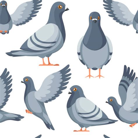 Pigeon Illustrations Royalty Free Vector Graphics And Clip Art Istock