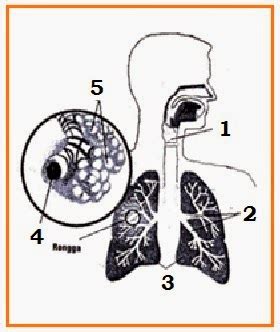 Memastikan sistem imun badan dalam keadaan yang terbaik dan kuat adalah langkah pertama untuk mencegah badan daripada jangkitan dan penyakit. Soal Latihan Sistem Pernapasan (Respirasi Eksternal ...