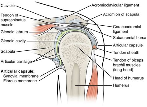 Shoulder Muscle Diagrams 101 Diagrams