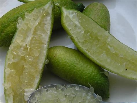 Australian Green Finger Lime — Just Fruits And Exotics In 2022 Finger Lime Lime Citrus Trees