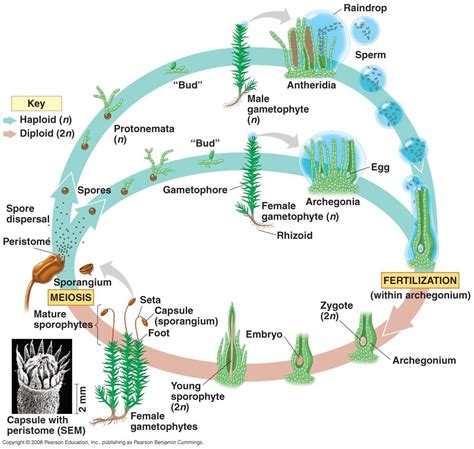 Some fern species grow equally well on soil and upon rocks; Moss Life Cycle | Life cycles, Biology plants, Plant science