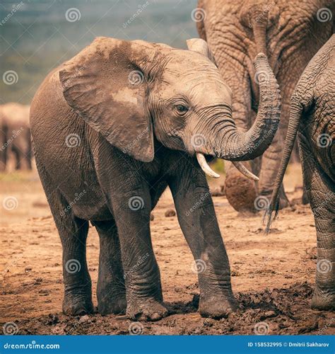 Baby African Elephant Playing With Trunk In Addo National Park Stock