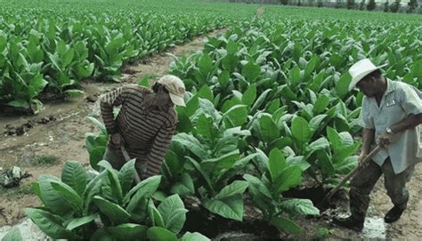 13 Beneficios Y Características De La Planta De Tabaco Y Su Reproducción