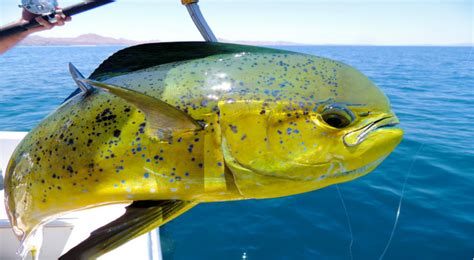These Are The Top 10 Saltwater Game Fish Sought By Offshore Anglers Pics
