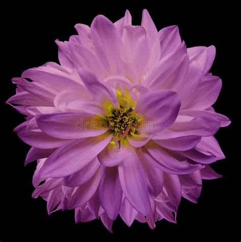 Flower Isolated Purple Pink Dahlia On The Black Background Flower For