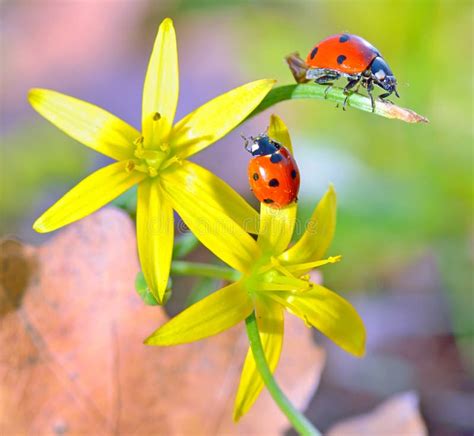 Ladybugs On Spring Flowers Stock Photo Image Of Ladybug 39091950