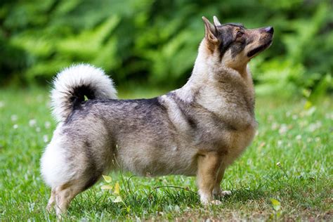 Swedish Vallhund Puppies For Sale From Reputable Dog Breeders