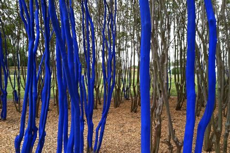 Blue Trees Houstonia Magazine