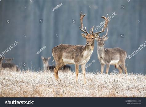 Wild Fallow Dama Dama Deer Stag With Antlers Standing On A Meadow In