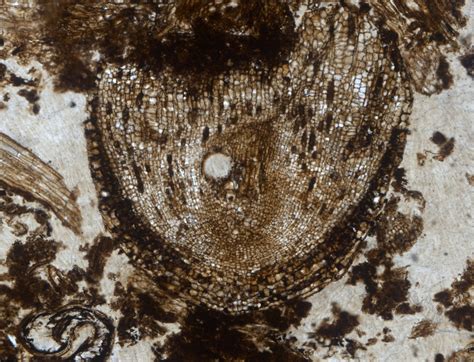 320 million year old plant stem cells discovered in long lost species frozen in time