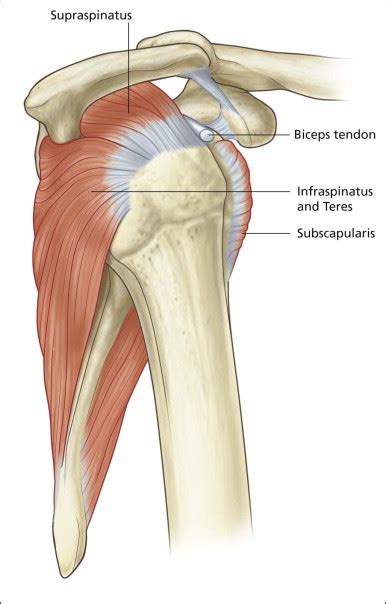 Shoulder Anatomy Supraspinatus Tendon Supraspinatus Tendon Tear The