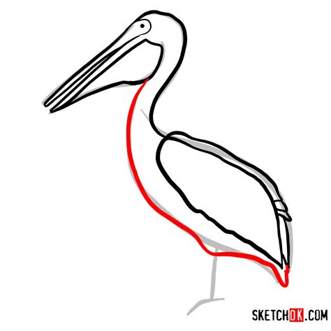 How To Draw A Pelican Birds Sketchok Easy Drawing Guides