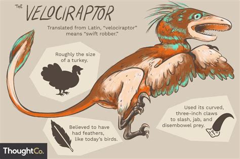 10 Facts About The Velociraptor A World Famous Dinosaur Velociraptor