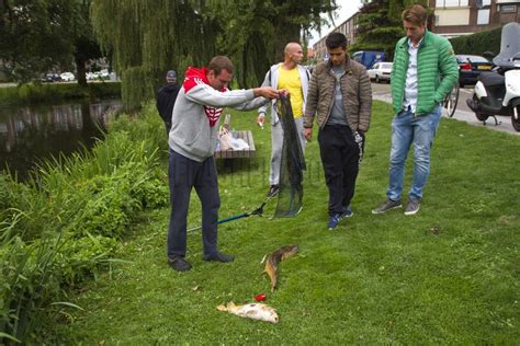 Tientallen Dode Vissen Na Hoosbuien Insulindesingel Vlaardingen