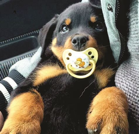Pin By Luies Paws On Dog Rottweilers Cute Baby Animals Baby
