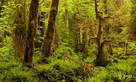 Hoh Rainforest In Spring Forest Scenery Nature Photography