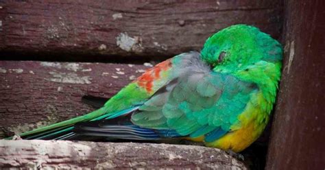 How Do Parrots Sleep The Definitive Guide