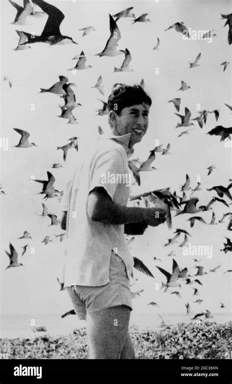 Prince Charles Surrounded By Sooty Terns In Queensland Australia