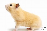 【鼠鼠的可愛小秘密】為什麼倉鼠的尾巴都很短？ | 寵毛網 | NOWnews今日新聞