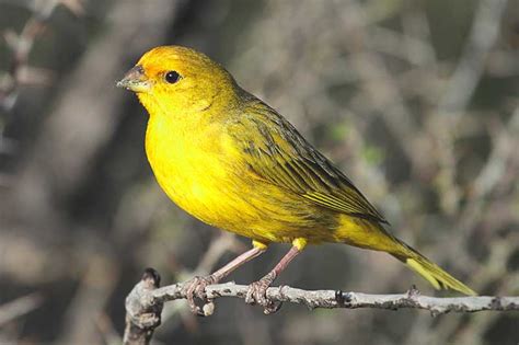 Ver más ideas sobre jilguero, pajaros, aves. ¿Qué comen los jilgueros?