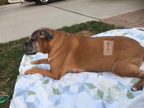 A Brown Dog Laying On Top Of A Blanket Next To A Green And White Car