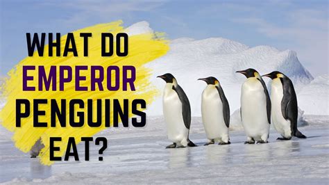 What Do Emperor Penguins Eat Unveiling Their Diet And Hunting
