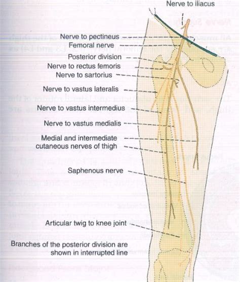Medial And Intermediate Femoral Cutaneous Nerves Femoral Nerve