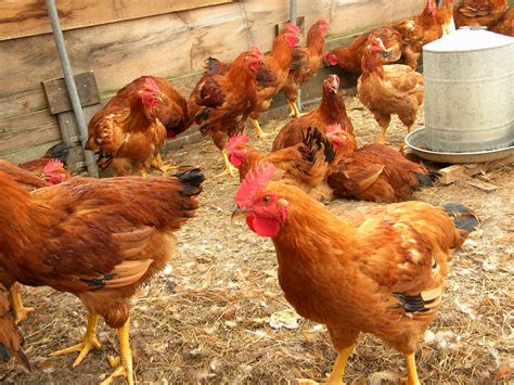A Comprehensive Guide Of Chinas Poultry Industry The Poultry Guide