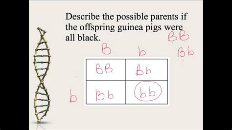 The punnet square shows the possible genotypes of the offspring. Mendelian Genetics and Punnett Squares - YouTube