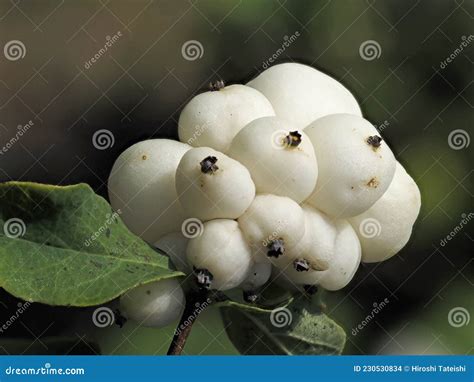 Closeup Of Snowberry Or Symphoricarpos Albus Stock Photo Image Of