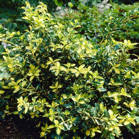 Moonshadow Euonymus Shrubs For Sale
