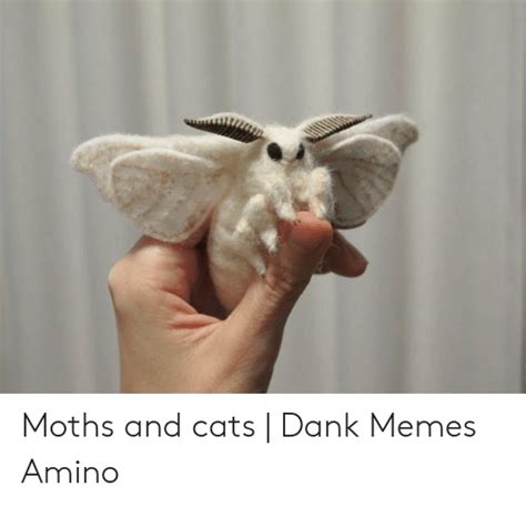 Moths And Cats Dank Memes Amino Cats Meme On Meme