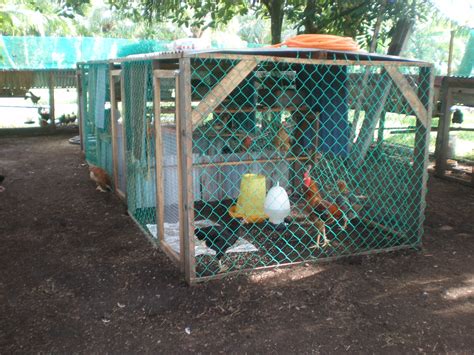 Cara pelemparannya dengan tangan kiri memegang dada ayam sedangkan tangan kanan memegang pangkal ekor kemudian ayam tersebut dilempar keatas dengan tinggi. ANGGERIK AGRO FARM - BACKYARD CHICKEN FARM: PENGENALAN ...